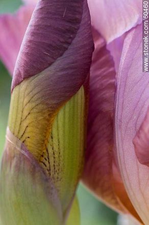 Iris barbata - Flora - MORE IMAGES. Photo #60460
