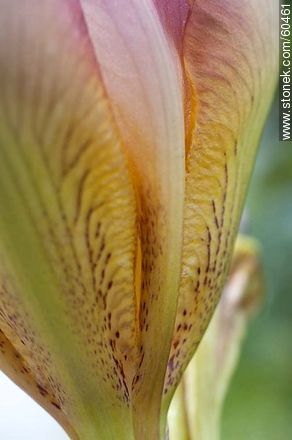 Iris barbata - Flora - MORE IMAGES. Photo #60461