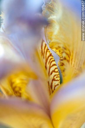 Iris barbata - Flora - MORE IMAGES. Photo #60457