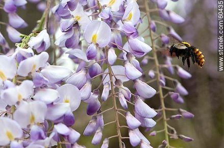 Flor de la glicina con un abejorro - Flora - IMÁGENES VARIAS. Foto No. 60435