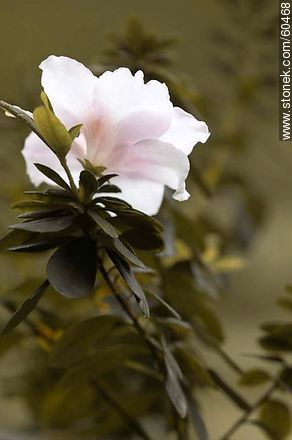 Azalea doble rosada en flor - Flora - IMÁGENES VARIAS. Foto No. 60468