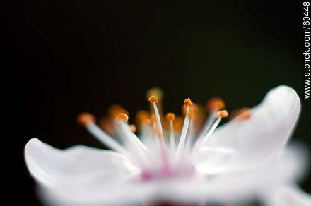 Plum Blossom - Flora - MORE IMAGES. Photo #60448