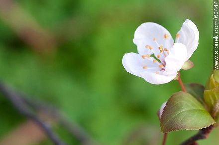 Plum Blossom - Flora - MORE IMAGES. Photo #60444
