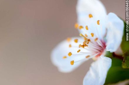 Plum Blossom - Flora - MORE IMAGES. Photo #60445
