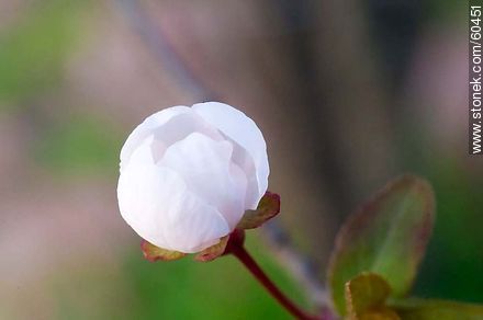 Plum Flower - Flora - MORE IMAGES. Photo #60451