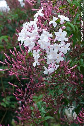 Jasminum polyanthum - Flora - MORE IMAGES. Photo #60443