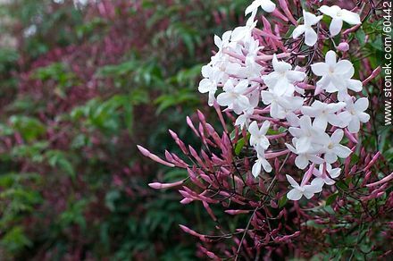Jasminum polyanthum - Flora - MORE IMAGES. Photo #60442
