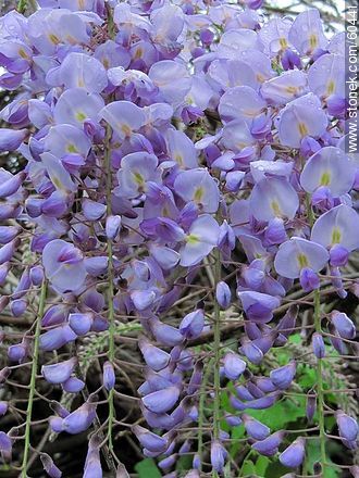 Glycine flower - Flora - MORE IMAGES. Photo #60441