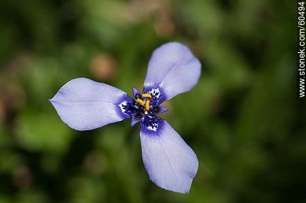 Flor de axonopus (pasto brasilero) - Flora - IMÁGENES VARIAS. Foto No. 60494