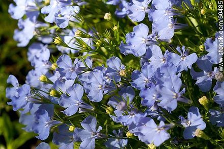 Light blue Lobelia - Flora - MORE IMAGES. Photo #60485