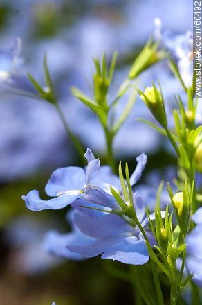 Light blue Lobelia - Flora - MORE IMAGES. Photo #60492
