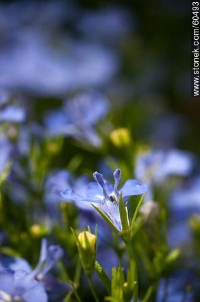Light blue Lobelia - Flora - MORE IMAGES. Photo #60493