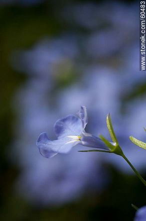 Light blue Lobelia - Flora - MORE IMAGES. Photo #60483