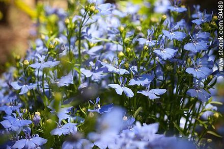 Light blue Lobelia - Flora - MORE IMAGES. Photo #60489