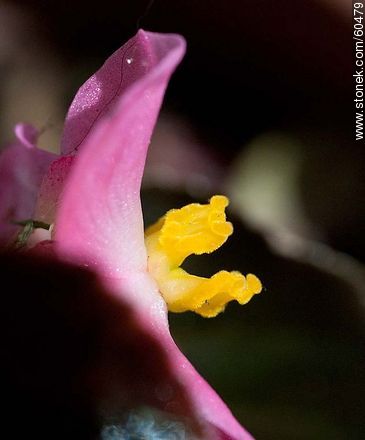 Flor de azúcar rosada - Flora - IMÁGENES VARIAS. Foto No. 60479