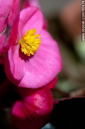 Begonia semperflorens - Flora - MORE IMAGES. Photo #60478