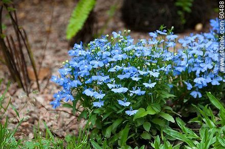 Light blue Lobelia - Flora - MORE IMAGES. Photo #60488