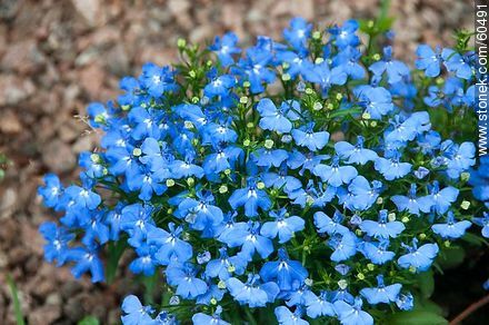 Light blue Lobelia - Flora - MORE IMAGES. Photo #60491