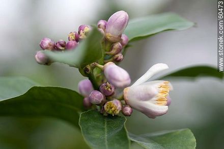 Azahar de limonero - Flora - IMÁGENES VARIAS. Foto No. 60473