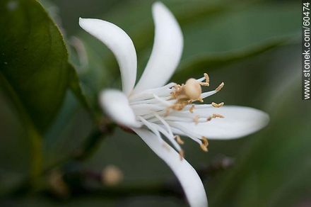 Lemon blossom - Flora - MORE IMAGES. Photo #60474