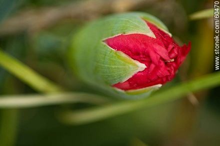 Capullo de clavel rojo - Flora - IMÁGENES VARIAS. Foto No. 60470