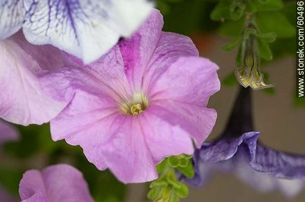 Petunia - Flora - MORE IMAGES. Photo #60496