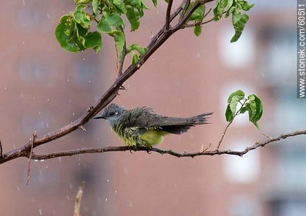 Great Kiskadee getting wet in the rain - Fauna - MORE IMAGES. Photo #60511