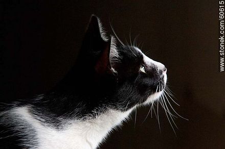Gato blanco y negro - Fauna - IMÁGENES VARIAS. Foto No. 60615