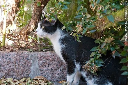 Black and white cat - Fauna - MORE IMAGES. Photo #60607