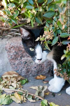 Black and white cat - Fauna - MORE IMAGES. Photo #60609