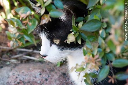 Black and white cat - Fauna - MORE IMAGES. Photo #60610
