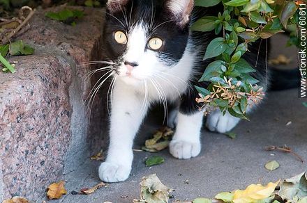 Black and white cat - Fauna - MORE IMAGES. Photo #60611