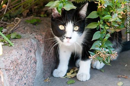 Black and white cat - Fauna - MORE IMAGES. Photo #60613