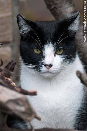 Black and white cat - Fauna - MORE IMAGES. Foto No. 60614