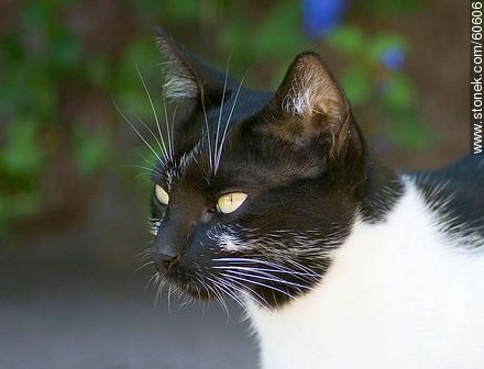 Black and white cat - Fauna - MORE IMAGES. Foto No. 60606