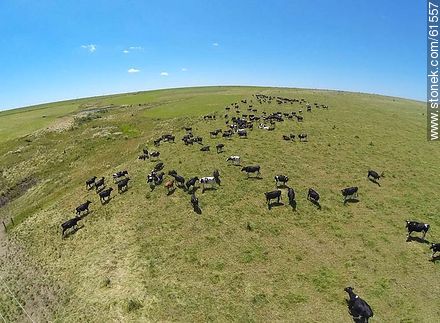 Foto aérea de ganado lechero pastando en el campo floridense - Departamento de Florida - URUGUAY. Foto No. 61557