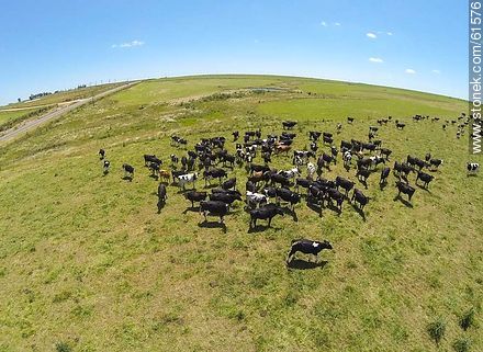 Foto aérea de ganado lechero pastando en el campo floridense - Fauna - IMÁGENES VARIAS. Foto No. 61576