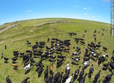 Aerial photo of dairy cattle grazing in the Floridian field -  - URUGUAY. Photo #61575