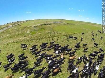 Aerial photo of dairy cattle grazing in the Floridian field - Department of Florida - URUGUAY. Foto No. 61561