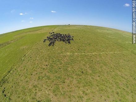 Foto aérea de ganado lechero pastando en el campo floridense - Departamento de Florida - URUGUAY. Foto No. 61563