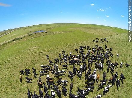 Aerial photo of dairy cattle grazing in the Floridian field - Department of Florida - URUGUAY. Foto No. 61552