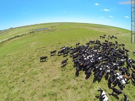 Foto aérea de ganado lechero pastando en el campo floridense - Fauna - IMÁGENES VARIAS. Foto No. 61556