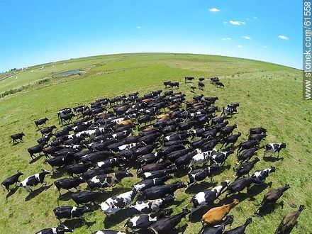Foto aérea de ganado lechero pastando en el campo floridense - Fauna - IMÁGENES VARIAS. Foto No. 61558
