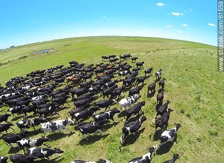 Foto aérea de ganado lechero pastando en el campo floridense - Departamento de Florida - URUGUAY. Foto No. 61559