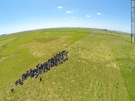 Aerial photo of dairy cattle grazing in the Floridian field - Department of Florida - URUGUAY. Foto No. 61564