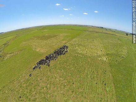 Foto aérea de ganado lechero pastando en el campo floridense -  - URUGUAY. Foto No. 61553