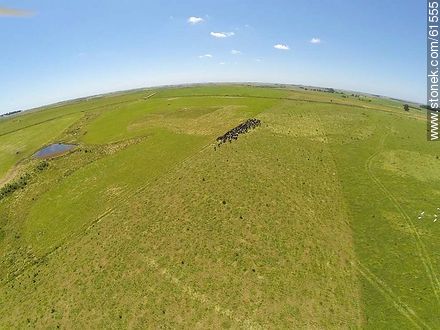 Foto aérea de ganado lechero pastando en el campo floridense -  - URUGUAY. Foto No. 61555