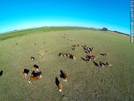 Hereford cattle - Durazno - URUGUAY. Foto No. 61573