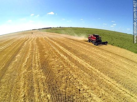 Aerial photo of a combine in a wheat field - Durazno - URUGUAY. Photo #61627
