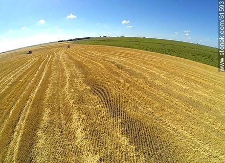 Aerial view of harvested wheat field - Durazno - URUGUAY. Photo #61593